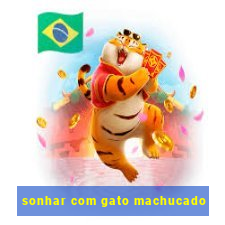 sonhar com gato machucado